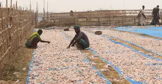 দুবলার চরে জেলেদের আতঙ্ক; সরানো হতে পারে শুটকি পল্লি
